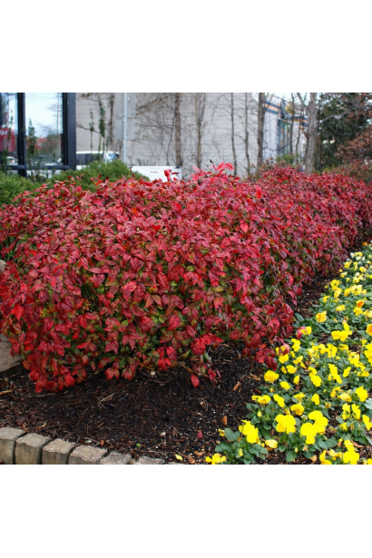 Нандіна домашня Файр Пауер
